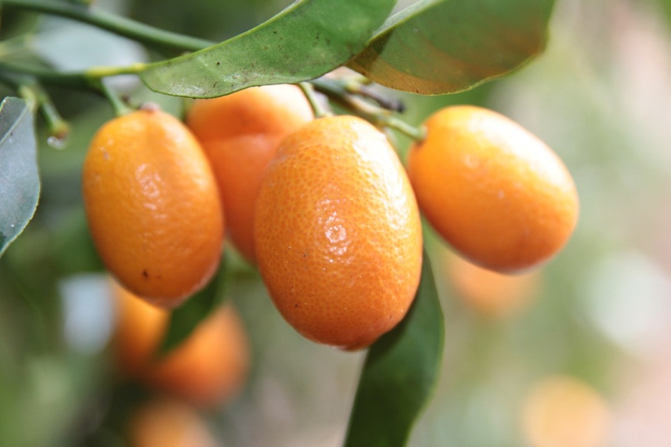 Kumquat