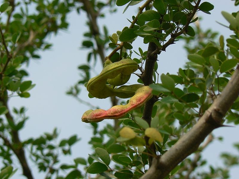 Madras Thorn Wikipedia Dinesh Valke (CC BY-SA 2.0)