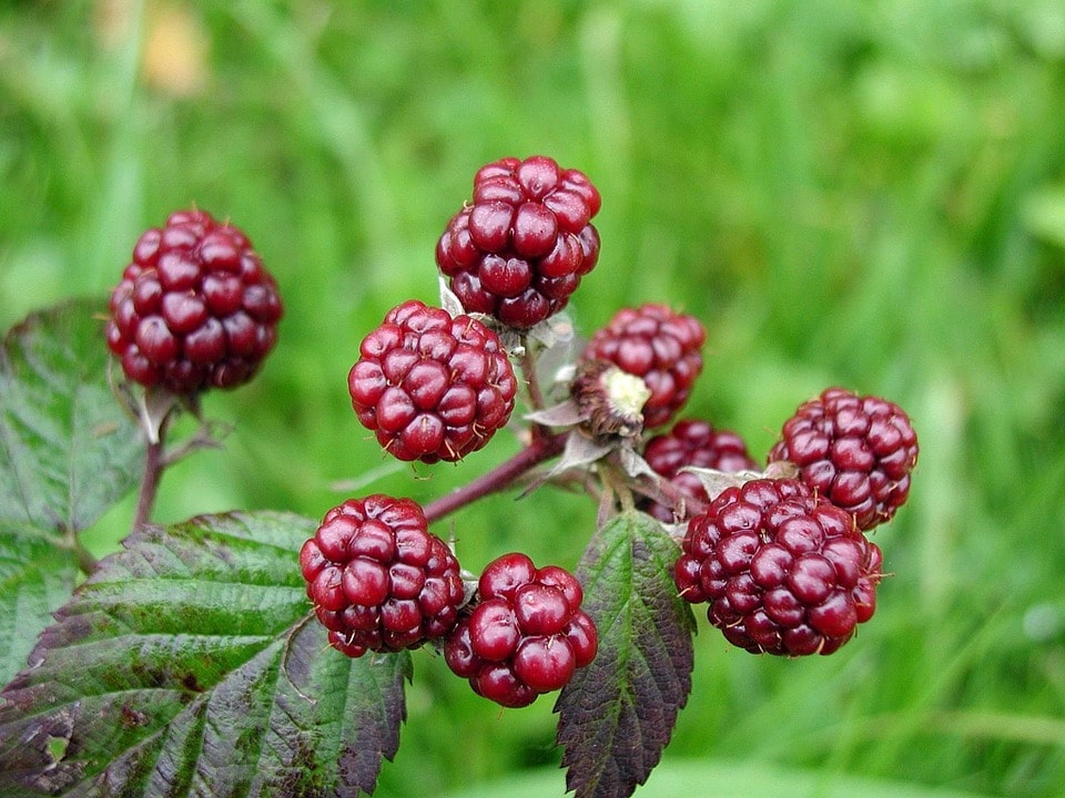 Mulberries