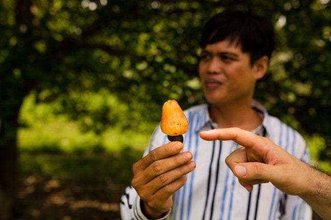 Our tour guide showing us a cashew fruit near the Katcha tribe along the Tonle River in Ratanakiri.