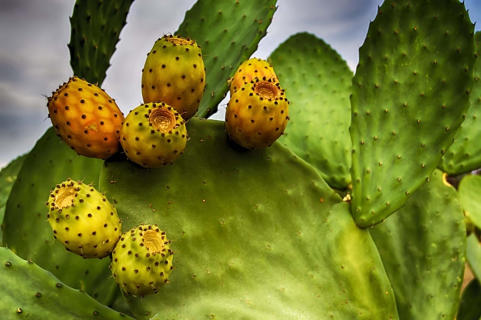 Prickly Pear