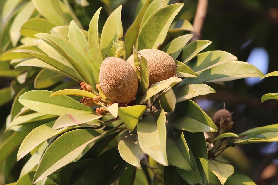 Sapodilla