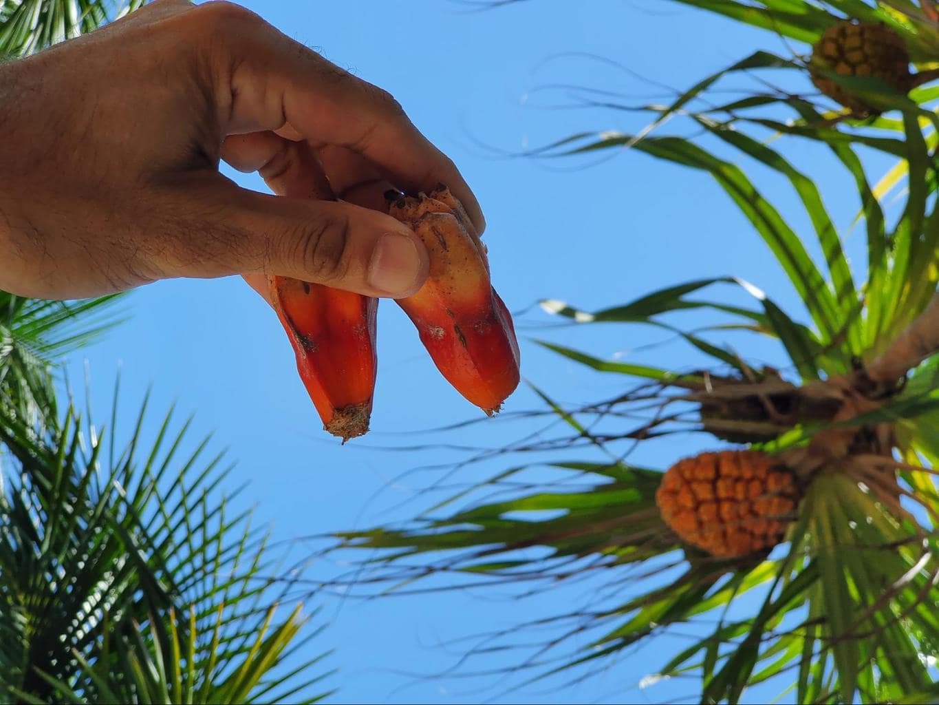 Screwpine or hala fruit