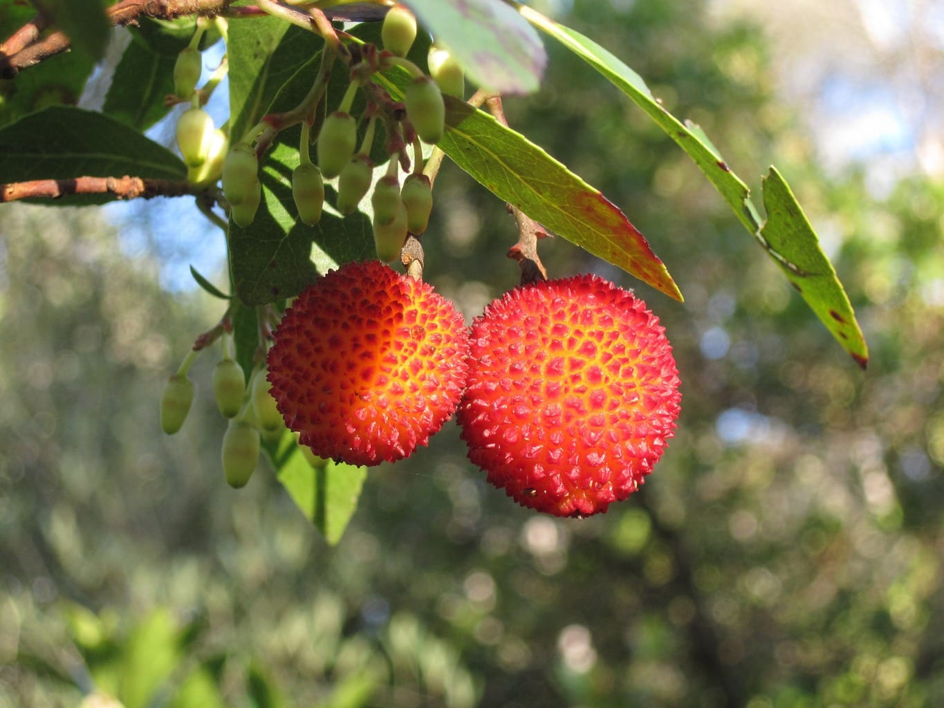Strawberry tree fruit