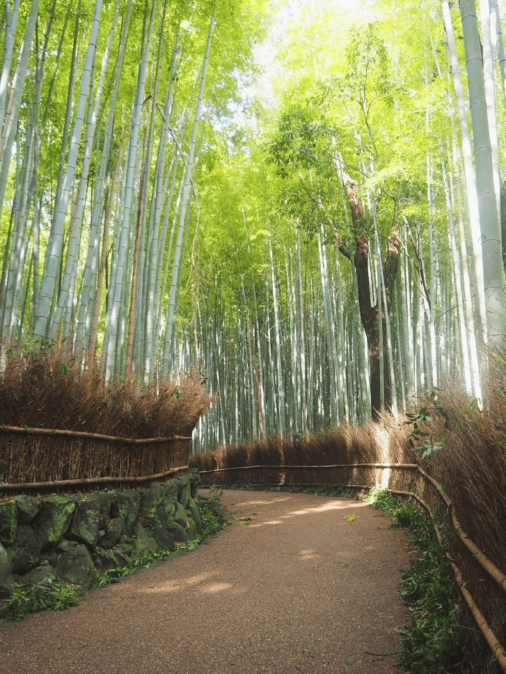 Bamboo Grove