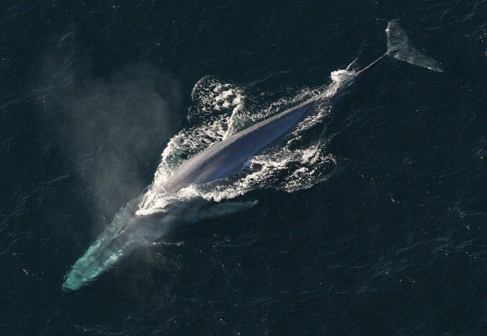 Blue whale off Newport Beach