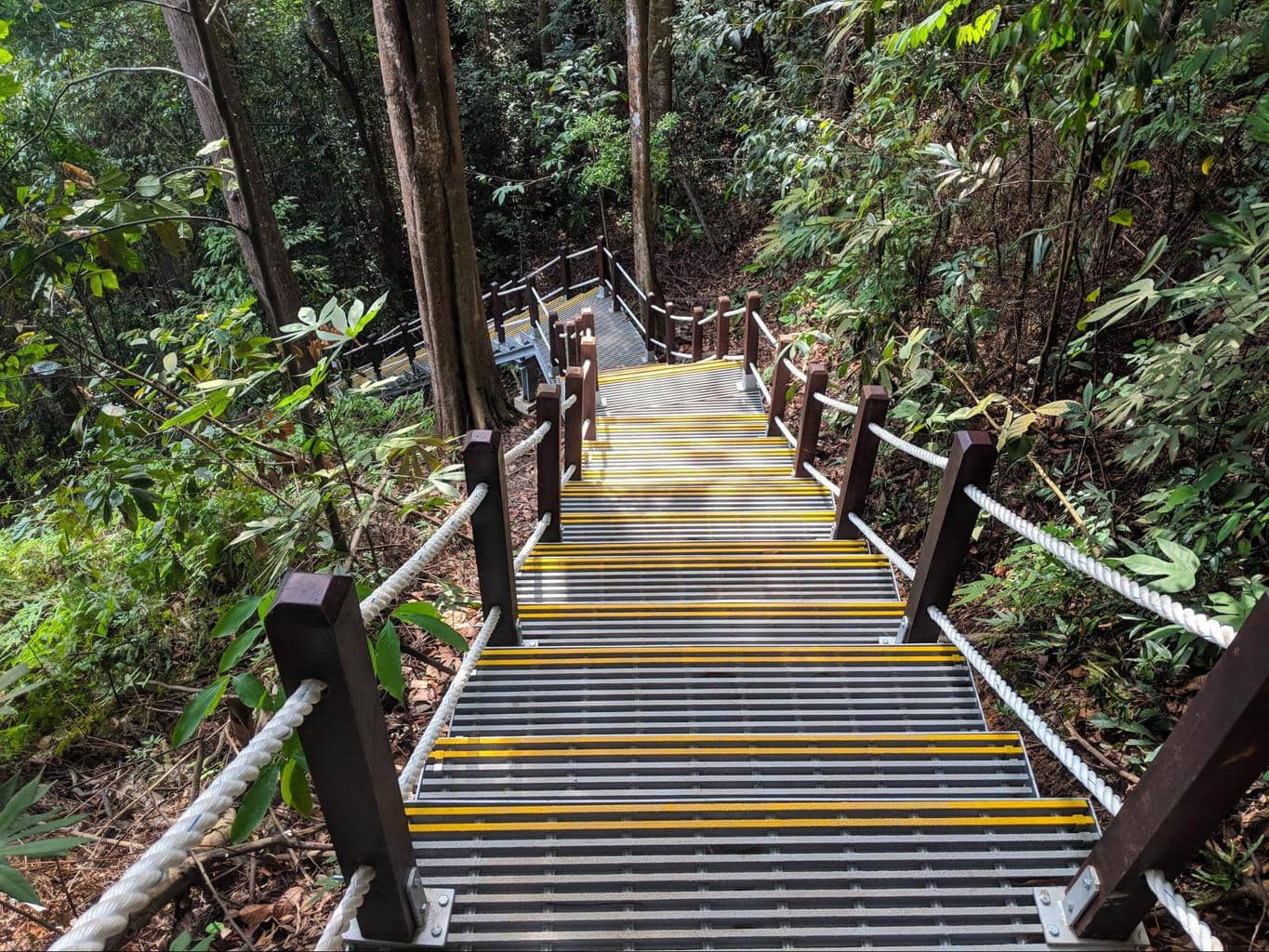 Bukit Timah Nature Reserve stairs