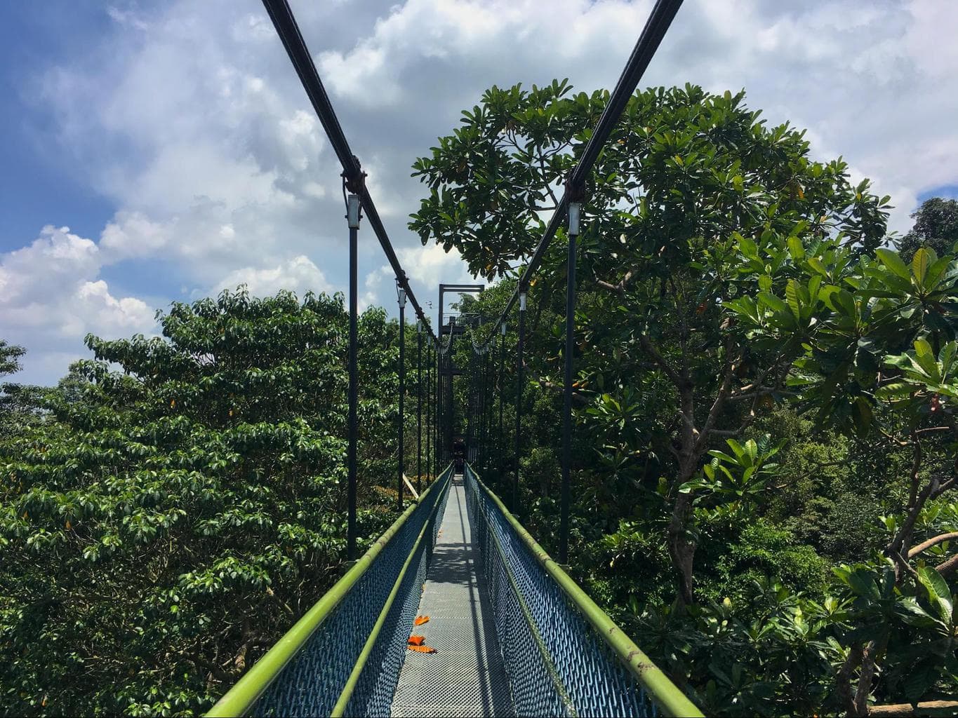 MacRitchie Reservoir Skywalk