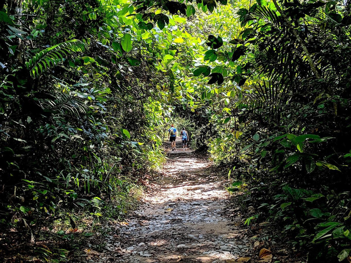 MacRitchie Reservoir hike