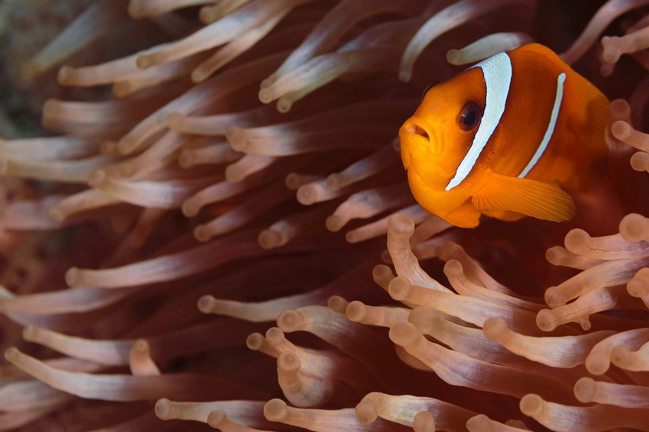 Spotting a clown fish while diving at Pulau Hantu Besar