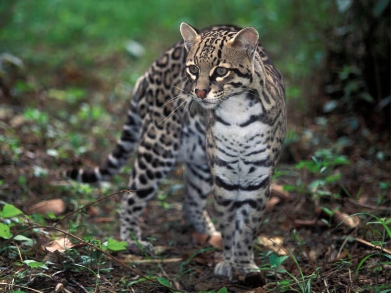 The cute ocelot