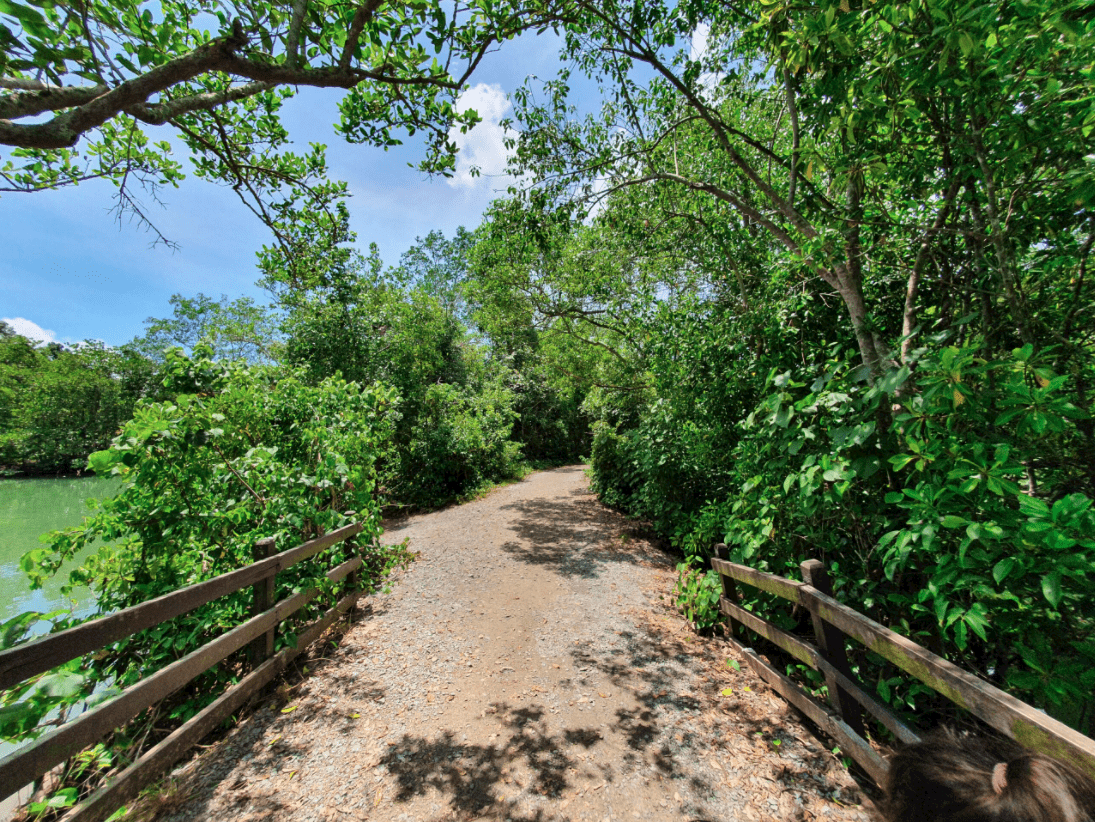 Walking the paths at Chek Jawa Wetlands