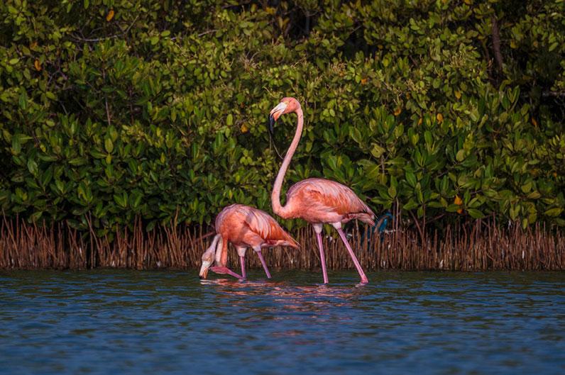 Flamingo Couple