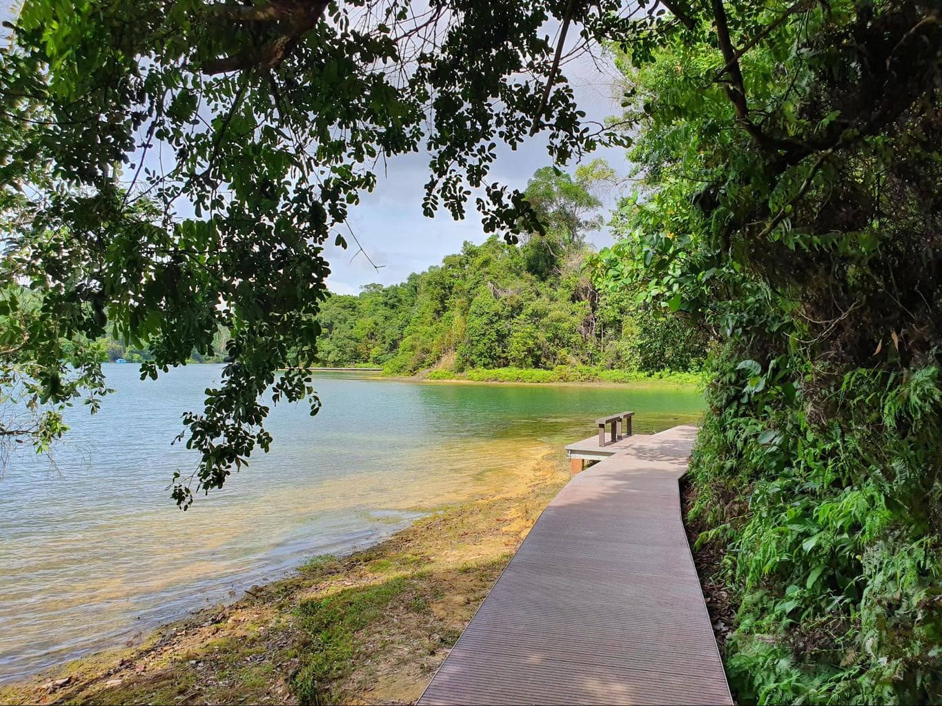 Hiking trails in Singapore through MacRitchie Reservoir boardwalk trails