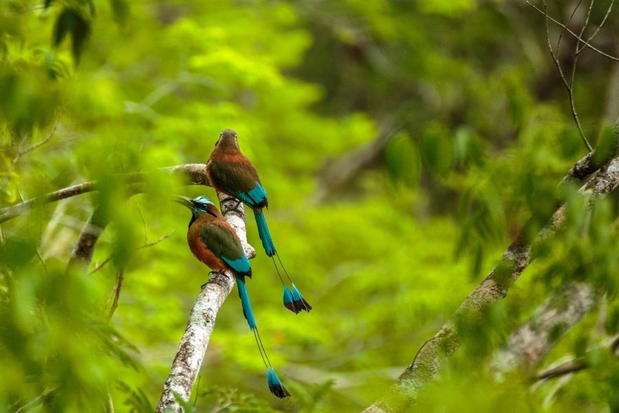 Mot mot Bird in Chichen-Itza