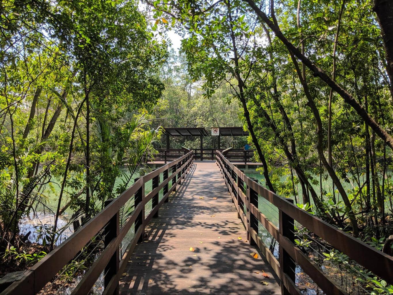 Pasir Ris mangroves