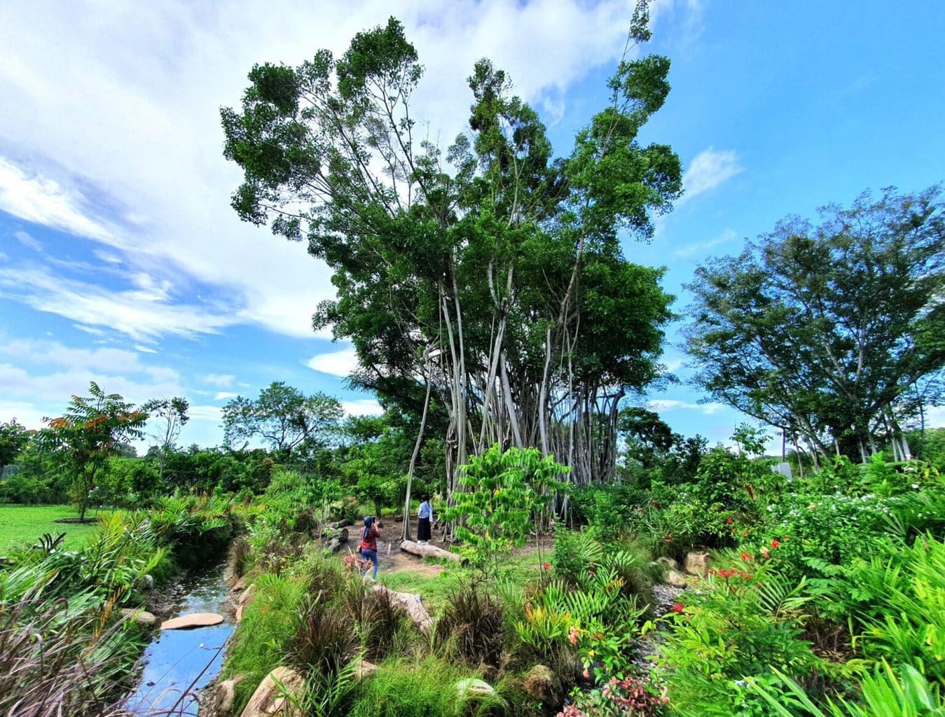 All natural Sembawang Hot Spring Park in Singapore
