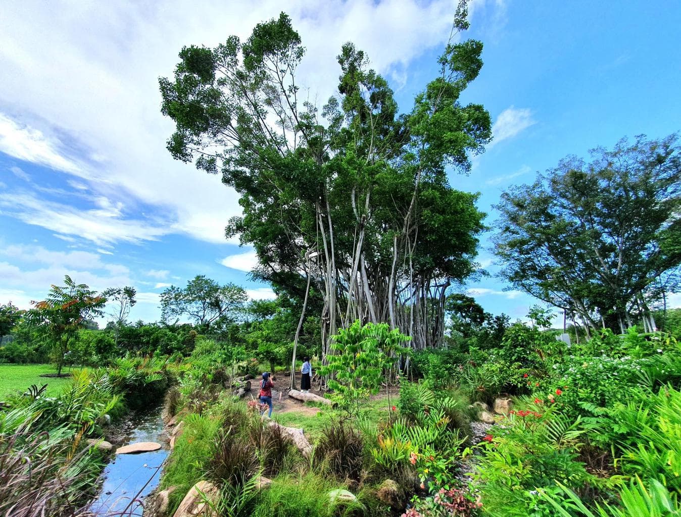 Sembawang Hot Spring Park banyan tree