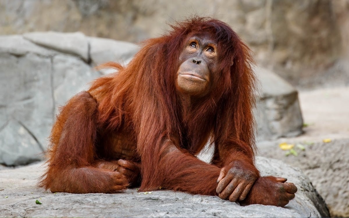Orangutan at ZooTampa