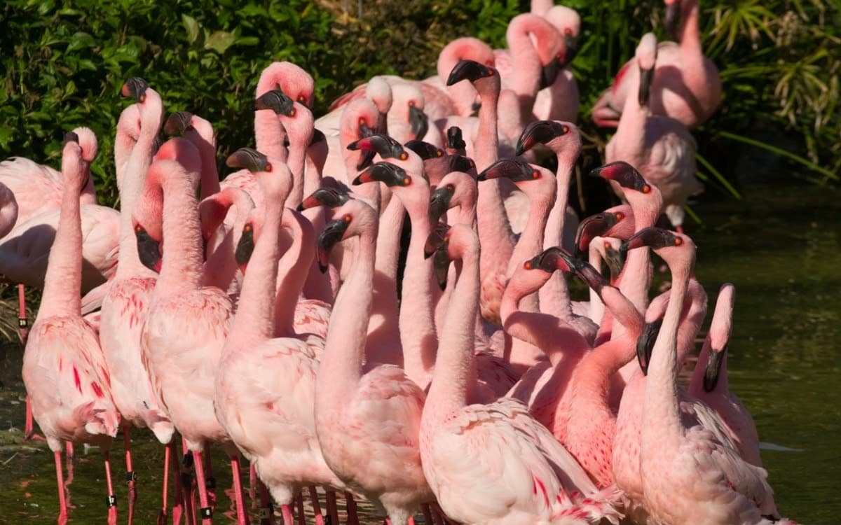 Flamingos at Busch Gardens