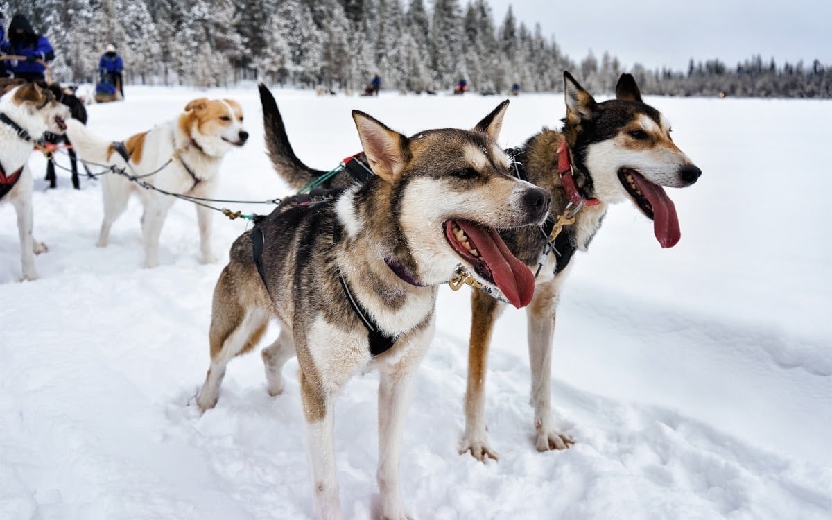 Happy doggies pulling happy people