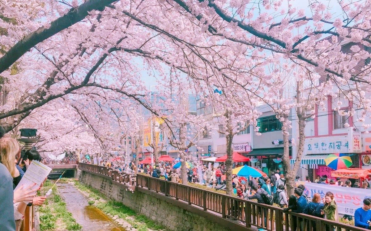 Jinhae Gunhangje Cherry Blossom Festival