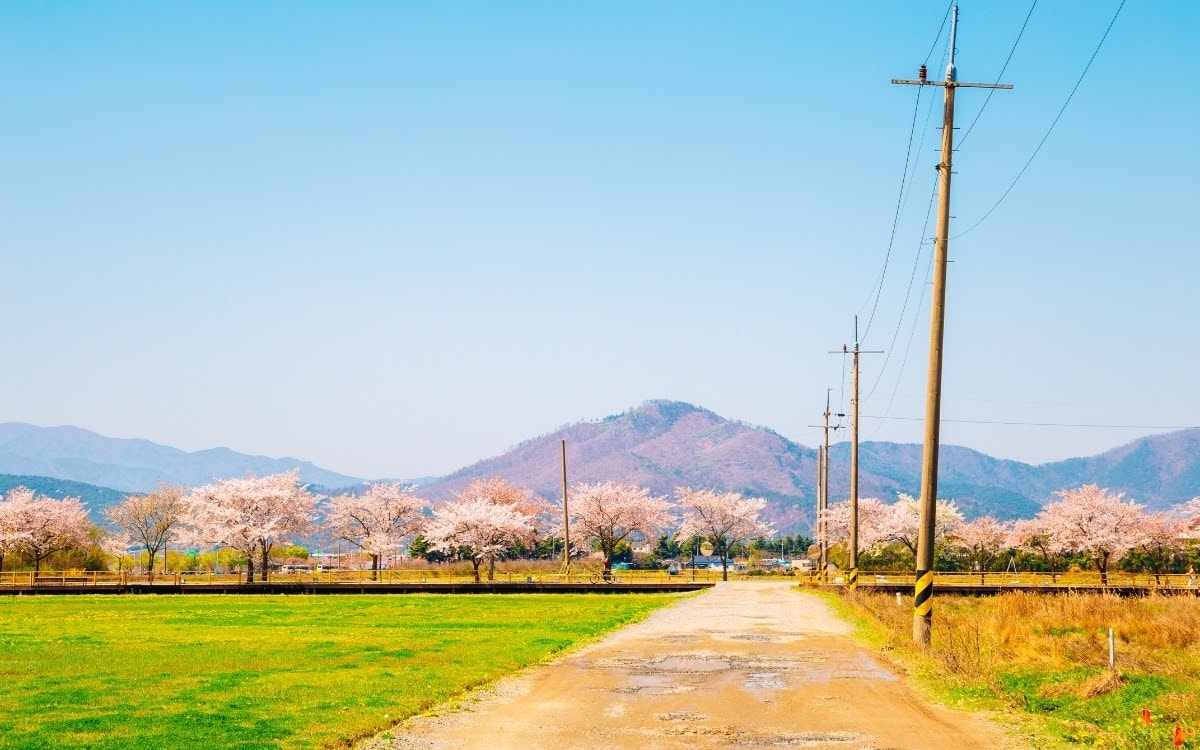 Gyeongju cherry blossoms