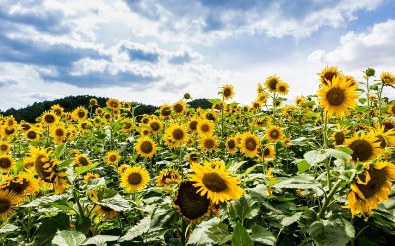 See the sunflowers in Taebaek City