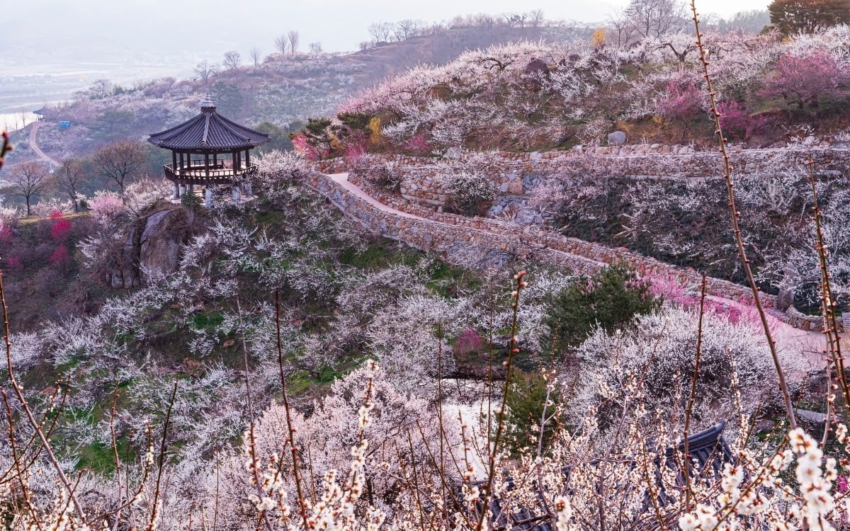 Beyond cherry blossoms, Gwangyang is all about maehwa (apricot/plum) blossoms