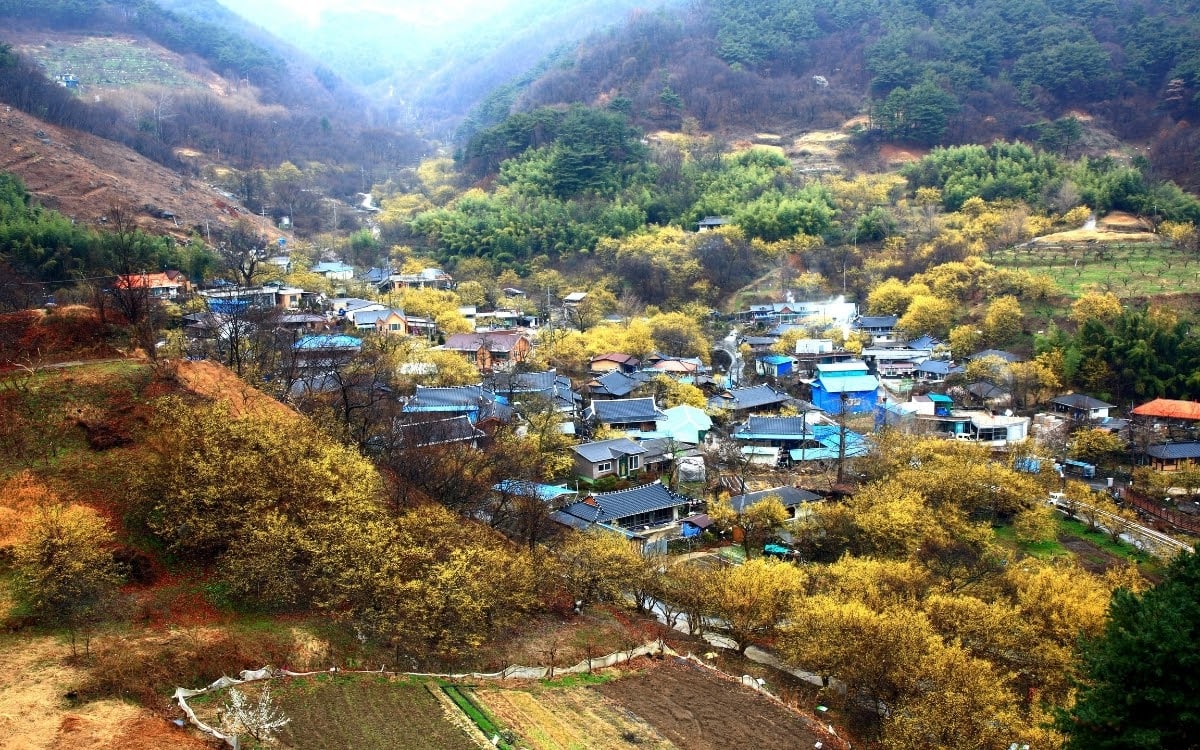 From pink to yellow, watch the Sansuyu blossom