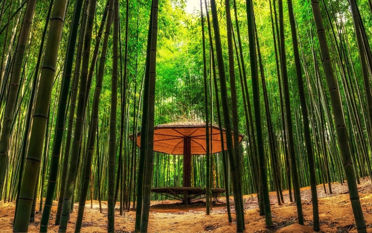 Explore the bamboo forests in Damyang