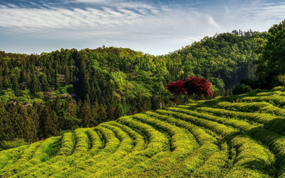 The beautiful green tea hills in Boseong