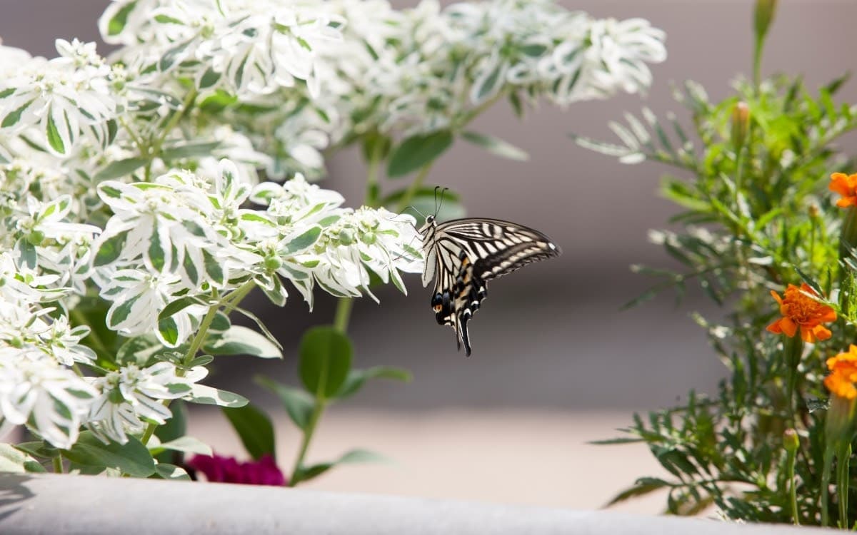 Spotting beautiful butterflies in Hampyeong, another one of the unique South Korean festivals