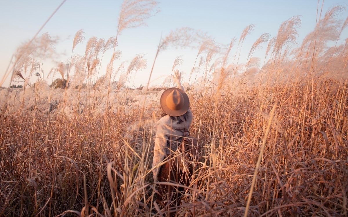 The “Silver grass” in Haneul Sky Park