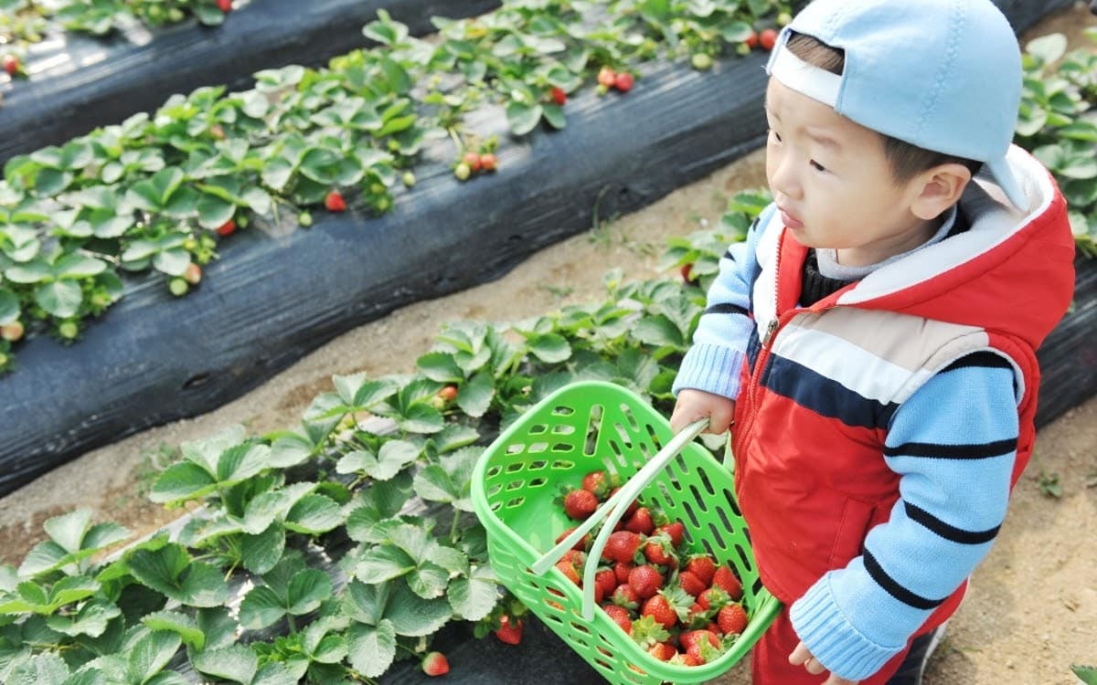 Strawberry picking is fun for the entire family