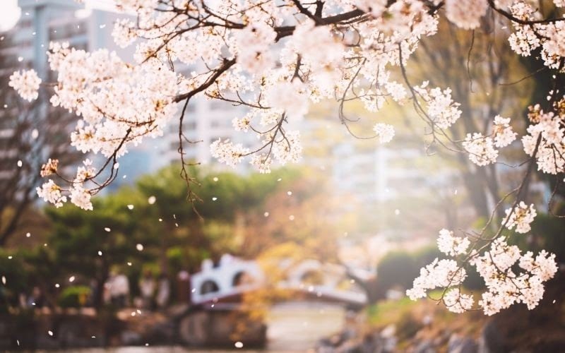 Cherry blossoms in Spring South Korean festivals