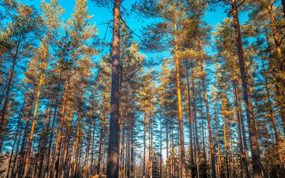The ever-present pine forests in Finland