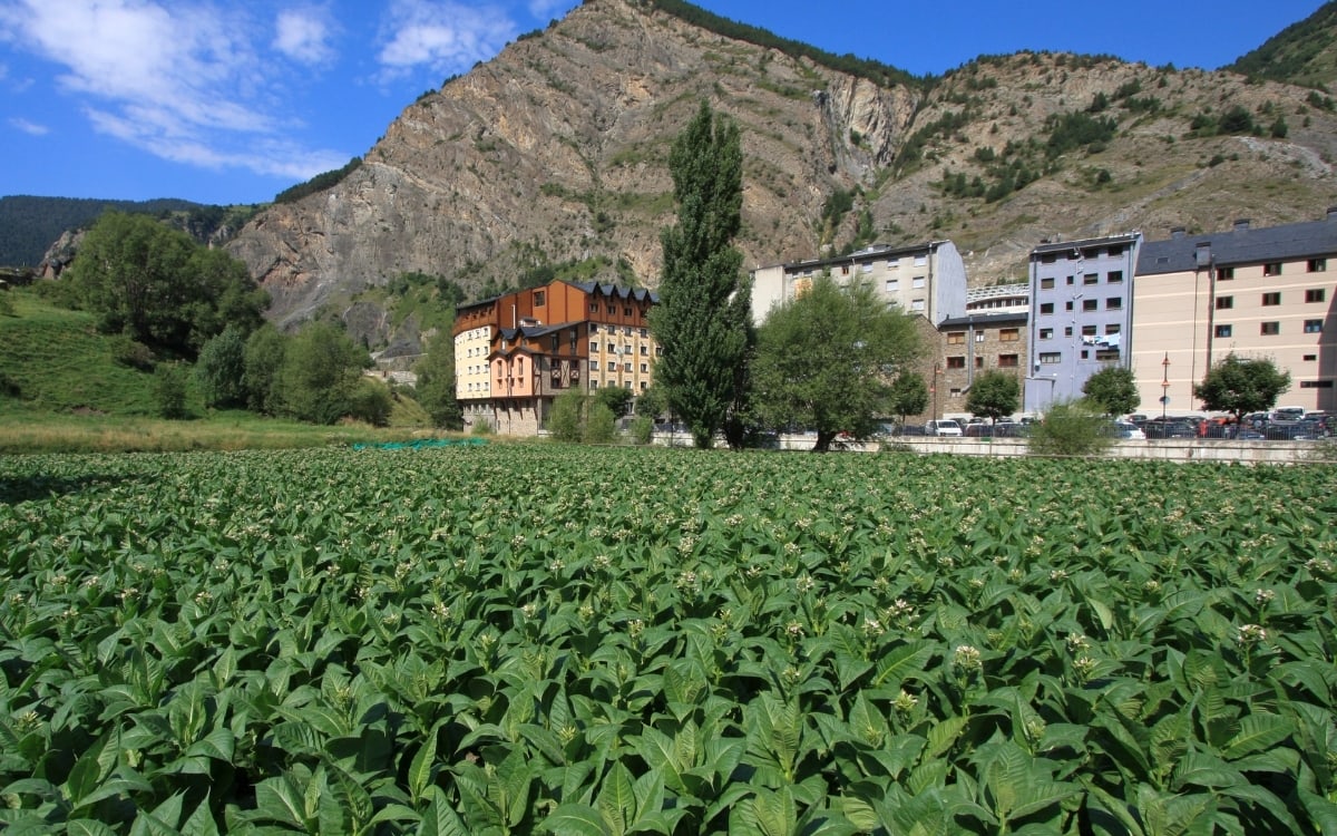 Tobacco plantation in Andorra