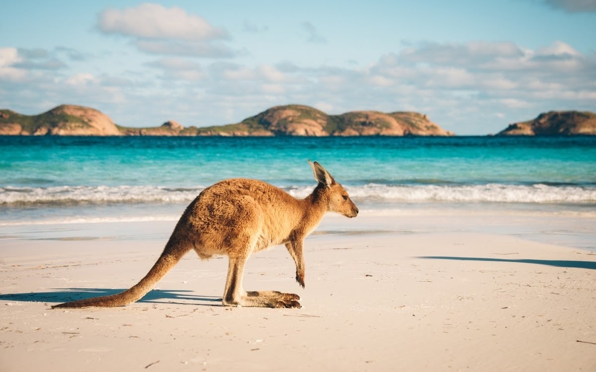 Kangaroo sunbathing