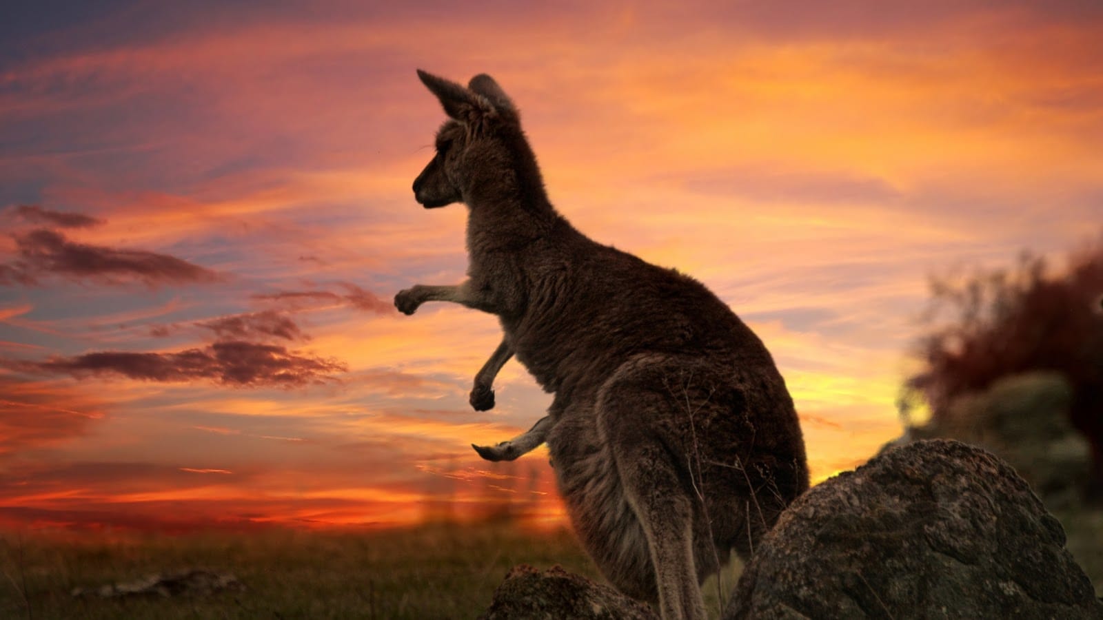 Considering if and how to move to Australia? Here is a quick guide to figure out if you're eligible and how to plan your trip. 