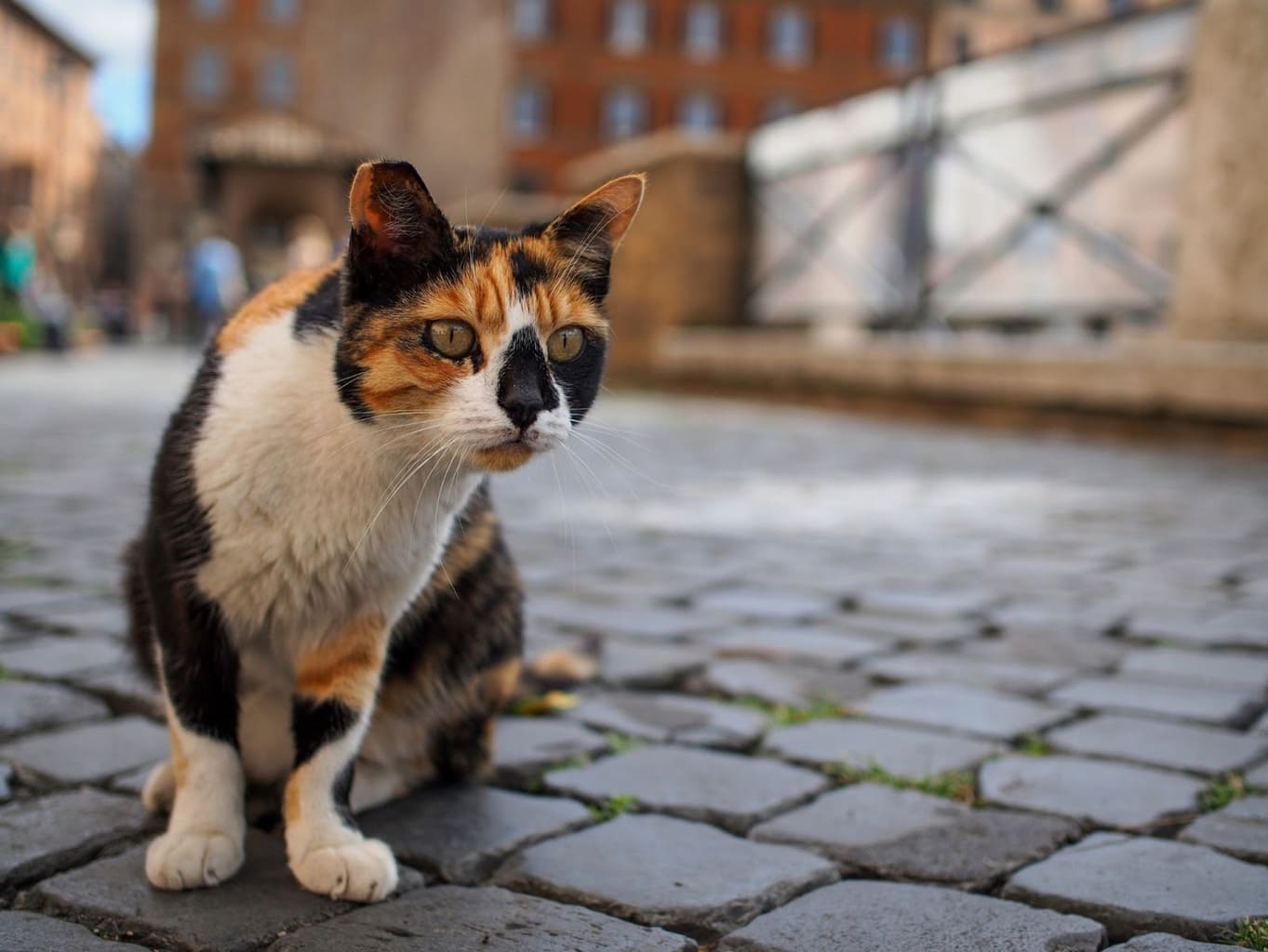 Protected street cat in Rome