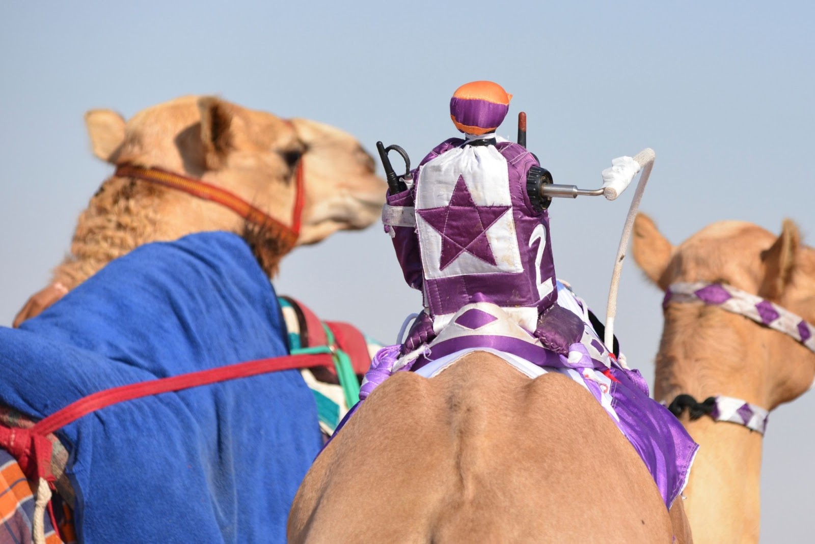 Robot camel jockey in Dubai