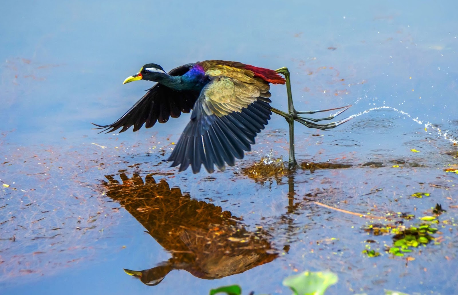 One of the great facts about Dubai is the large amount of bird species it contains