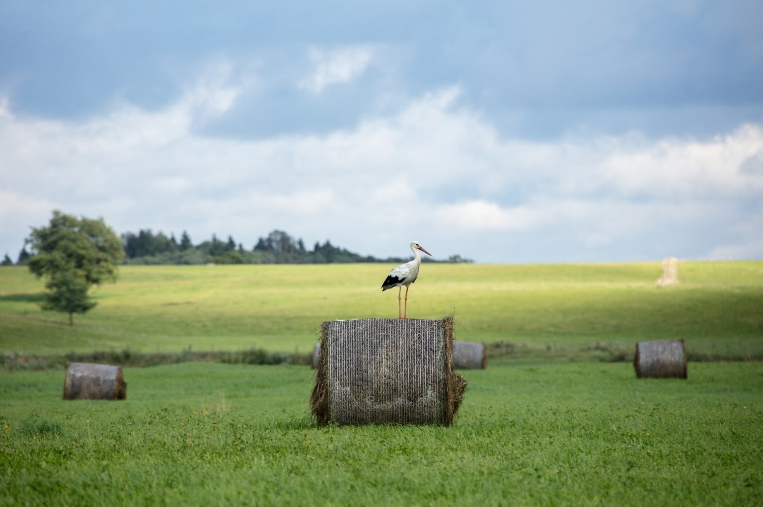A stork in Lithuania