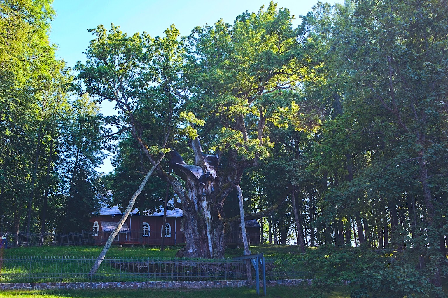 Stelmuze Oak in Lithuania